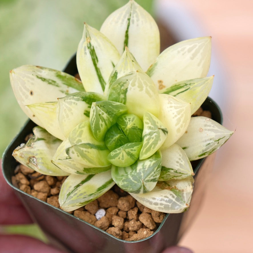 Variegated Haworthia cuspidata Succulent Plant