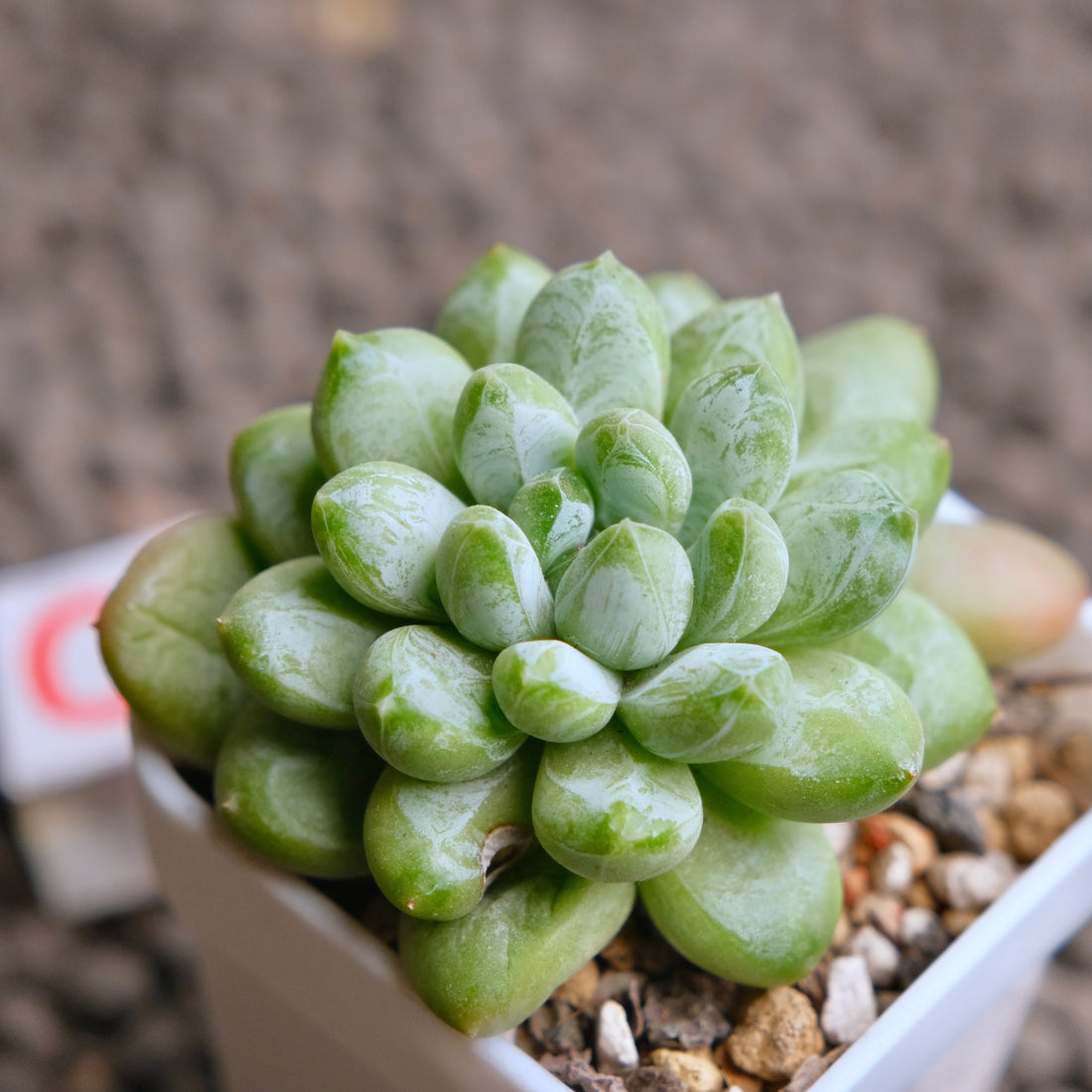 Pachyveria Cocoa Beans Imported Succulent Plant - C