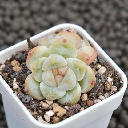 Echeveria Snow Orange Imported Succulent Plant
