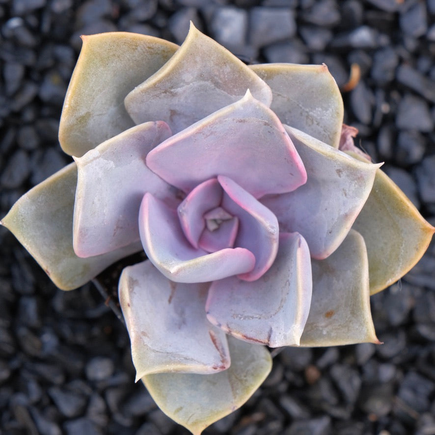 Echeveria Perle von Nurnberg Locally Grown Succulent Plant