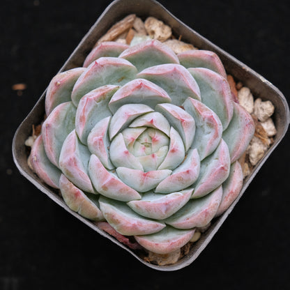 Echeveria hybrid Korean Succulent Plant (gets facets)