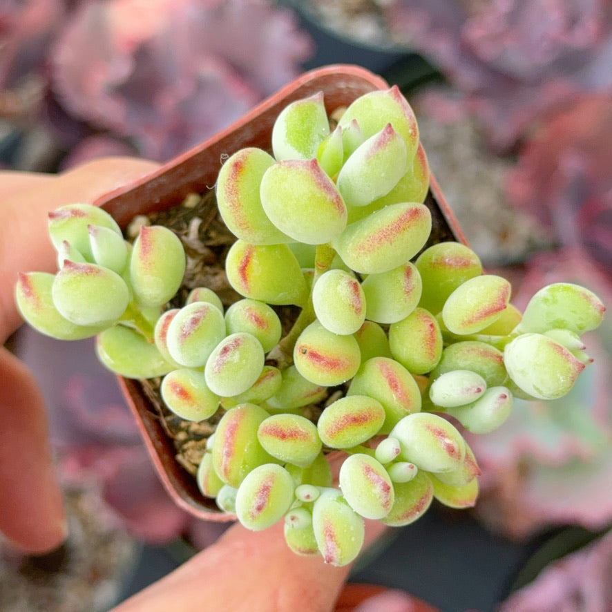 Cotyledon pendens Succulent Plant