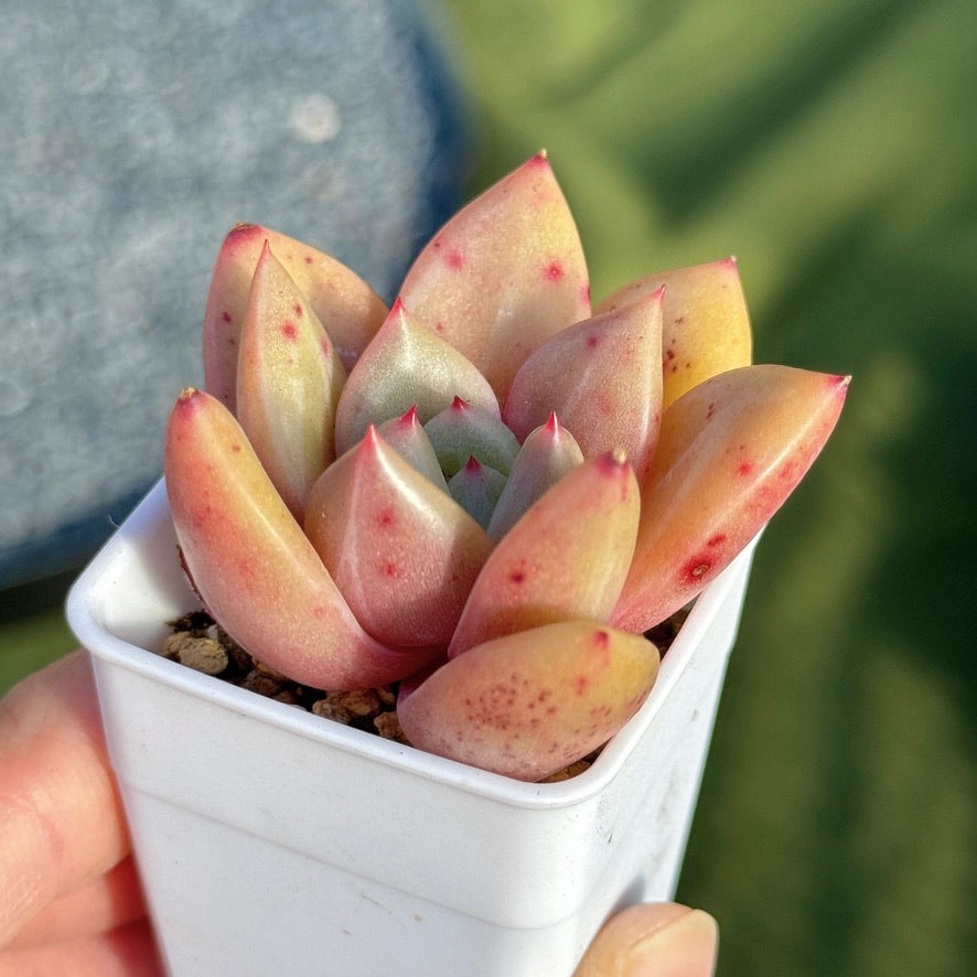 Echeveria Powdery Cotton Korean Succulent Plant