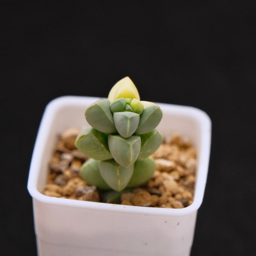 Variegated Corpuscularia lehmanii baby Korean Succulent Plant