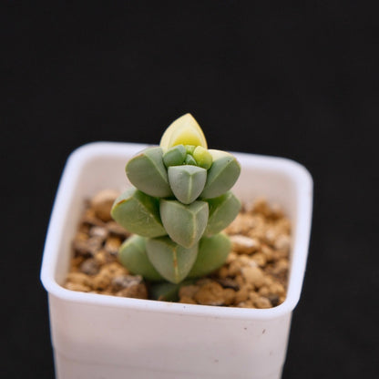 Variegated Corpuscularia lehmanii baby Korean Succulent Plant