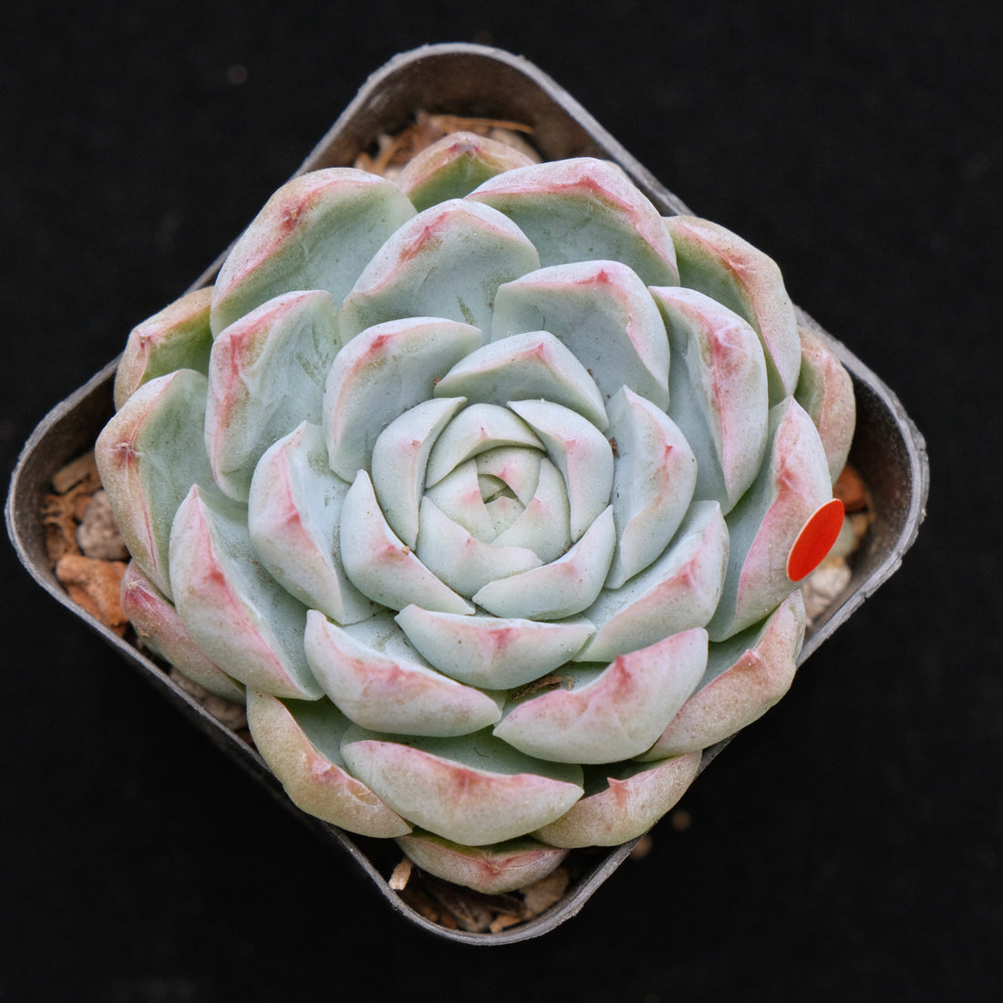 Echeveria hybrid Korean Succulent Plant (gets facets)