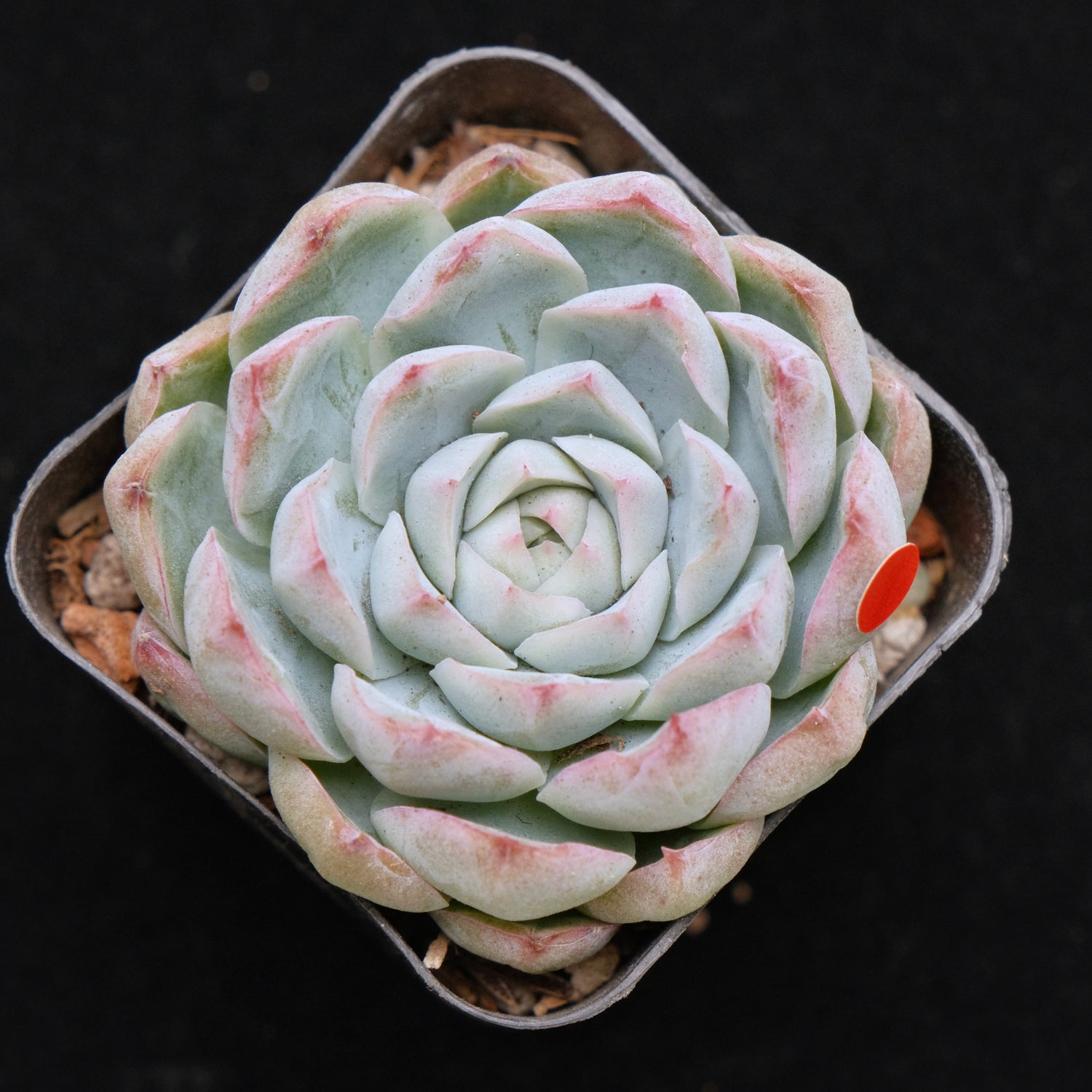 Echeveria hybrid Korean Succulent Plant (gets facets)