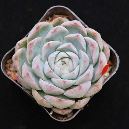 Echeveria hybrid Korean Succulent Plant (gets facets)