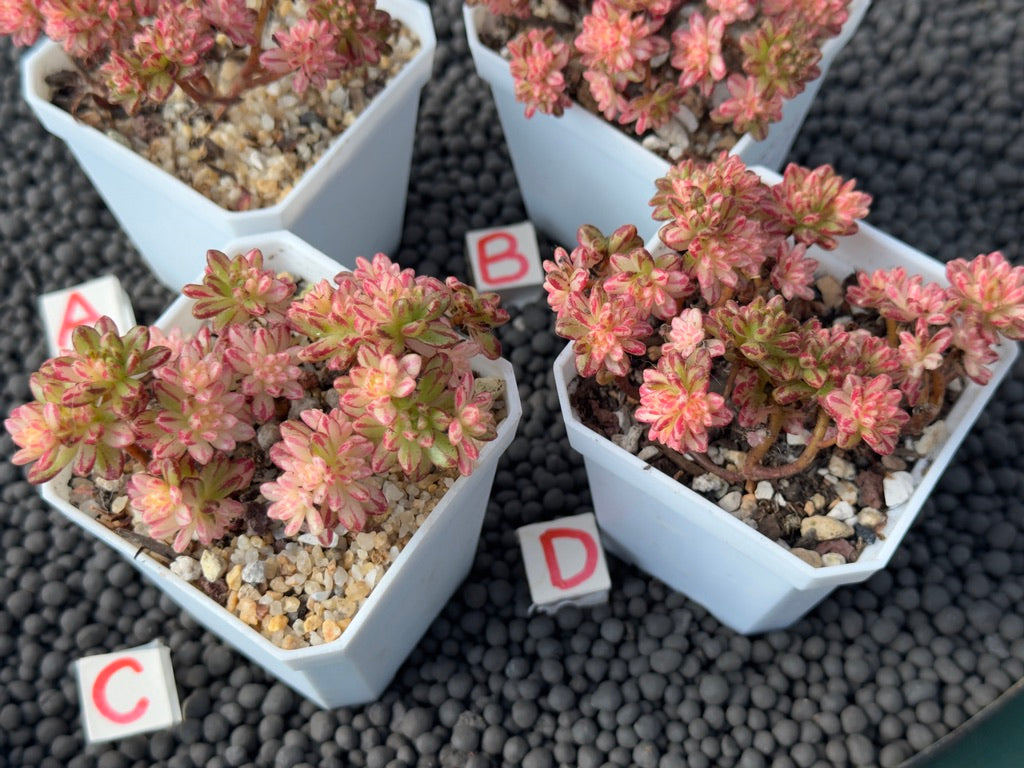 Variegated Aeonium sedifolium Korean Succulent Plant