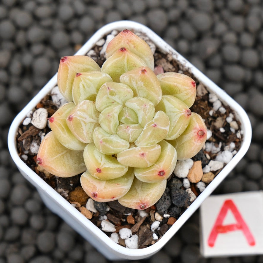 Echeveria Praha Korean Succulent Plant Hwaga Hybrid