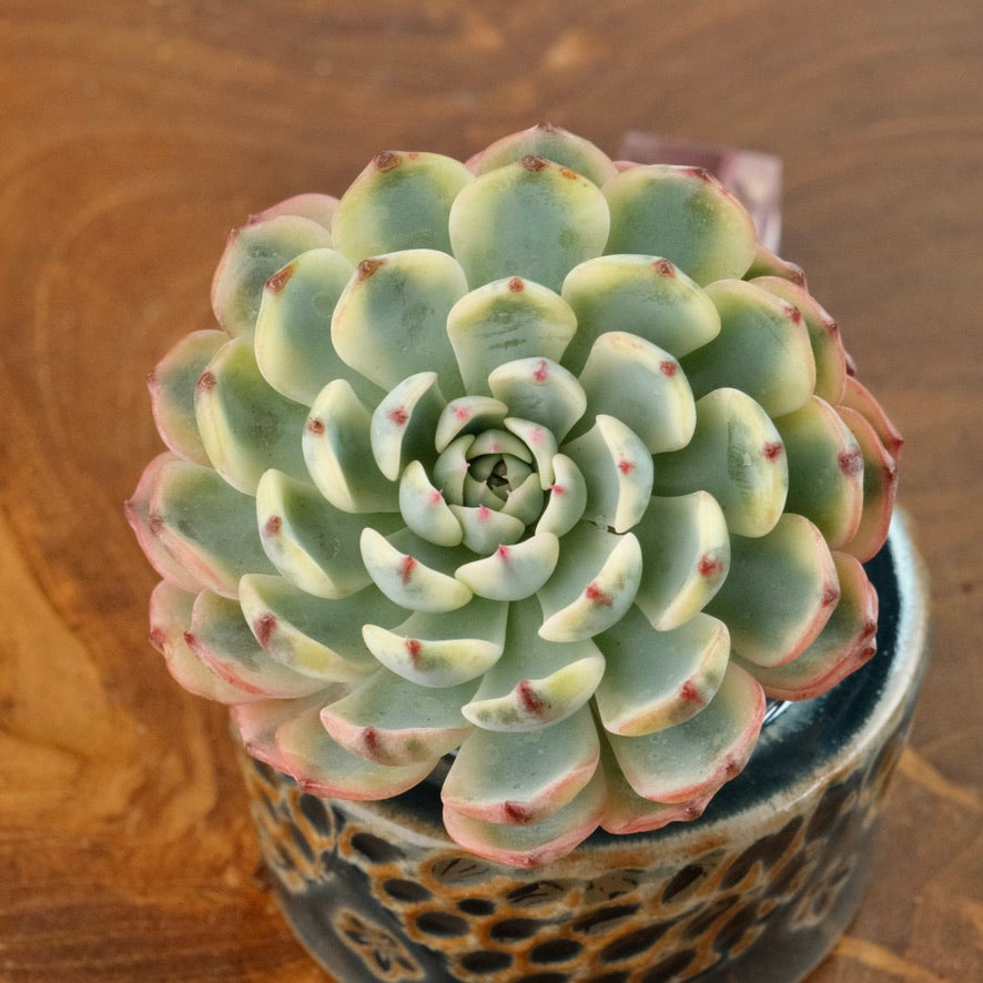 Variegated Echeveria Minima Korean Succulent Plant