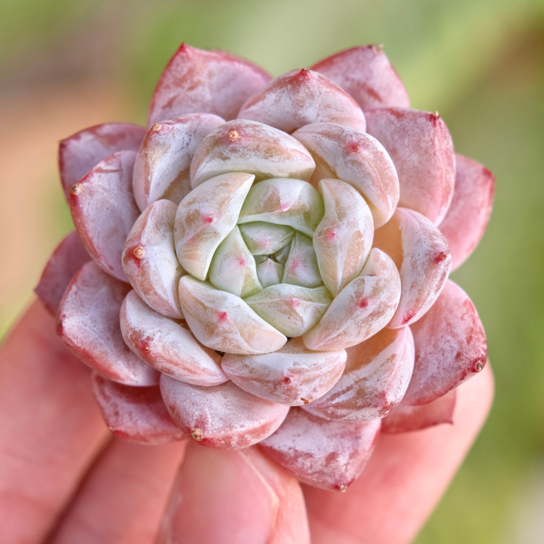 Mystery Hybrid Imported Succulent Plant