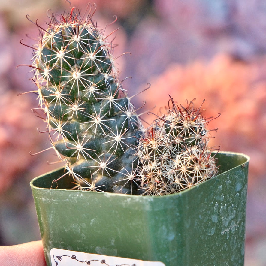 Mammillaria thornberi Succulent Plant Fish Hook Cactus