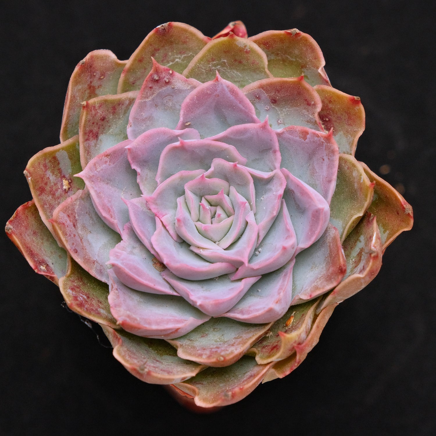 Echeveria Magic Savannah Korean Succulent Plant Air Magic hybrid