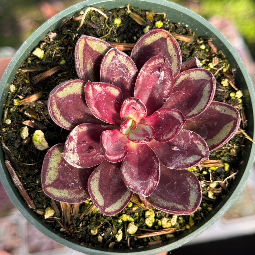 Echeveria Maruba Benitsukasa Succulent Plant