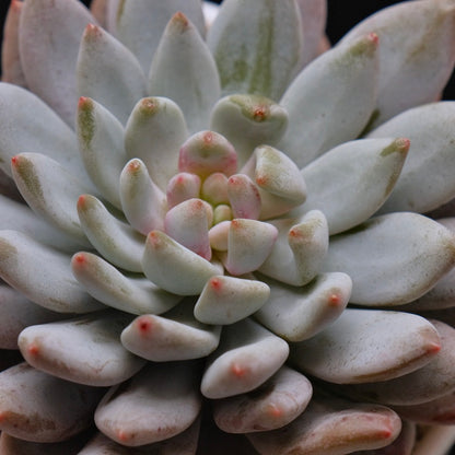 Big Echeveria Sweet Love Korean Succulent Plant *New*
