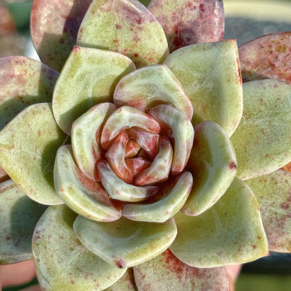 Big Echeveria German Champagne Korean Succulent Plant