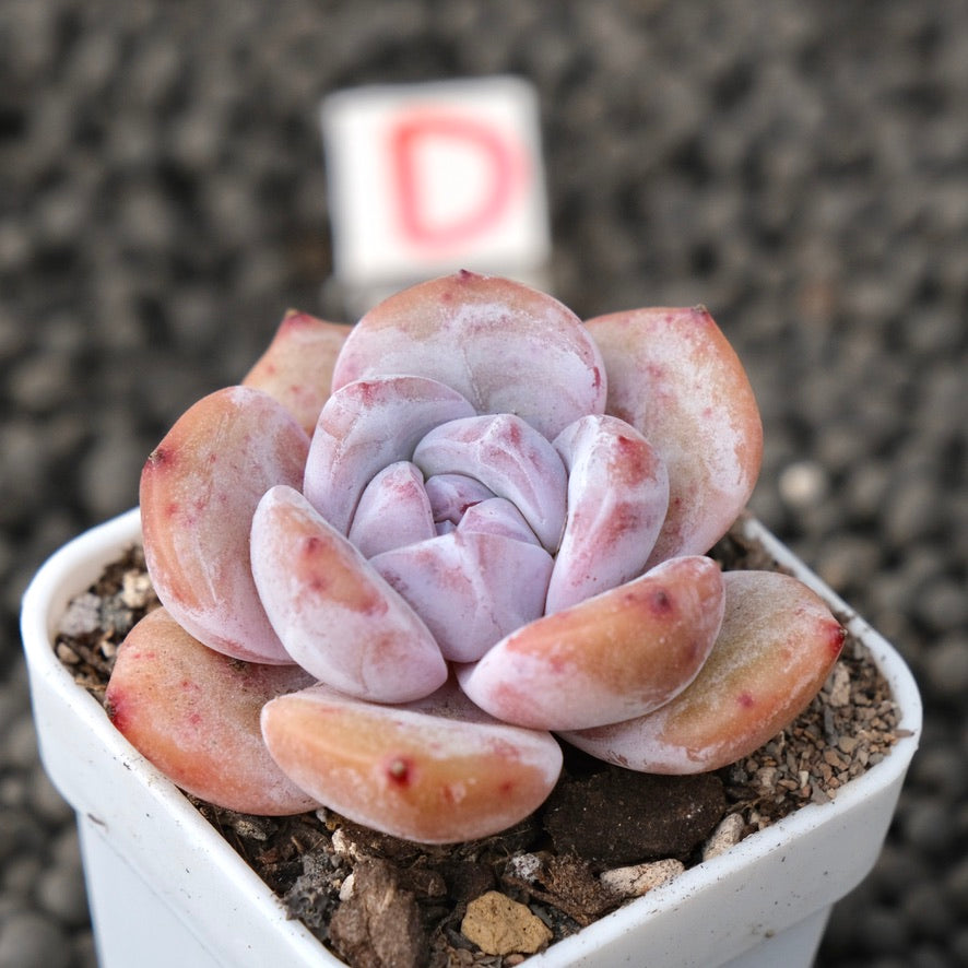 Echeveria Snow White Imported Succulent Plant