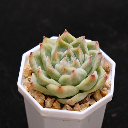 Echeveria Crystal Cream Korean Succulent Plant