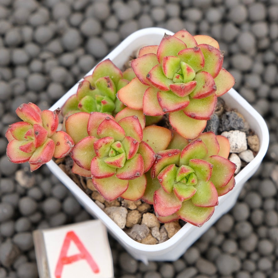 Echeveria Letizia Imported Succulent Plant