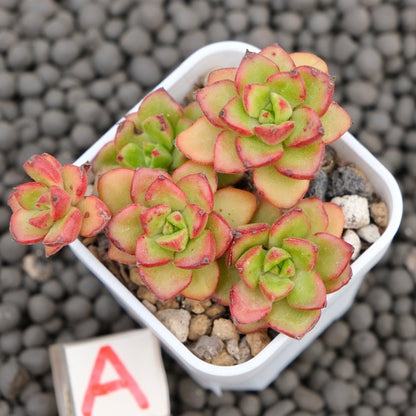 Echeveria Letizia Imported Succulent Plant