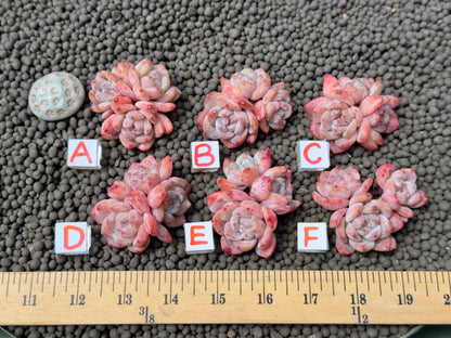 Triple Echeveria Monroe Imported Succulent Plant