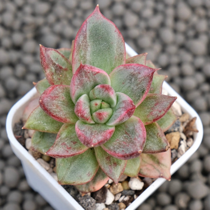 Variegated Echeveria Leopard Korean Succulent Plant