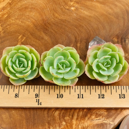 Echeveria Lemon Rose Korean Succulent Plant