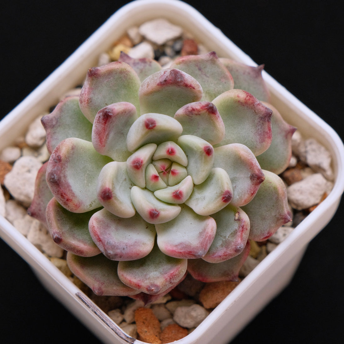 Echeveria Sakura Drop Korean Succulent Plant