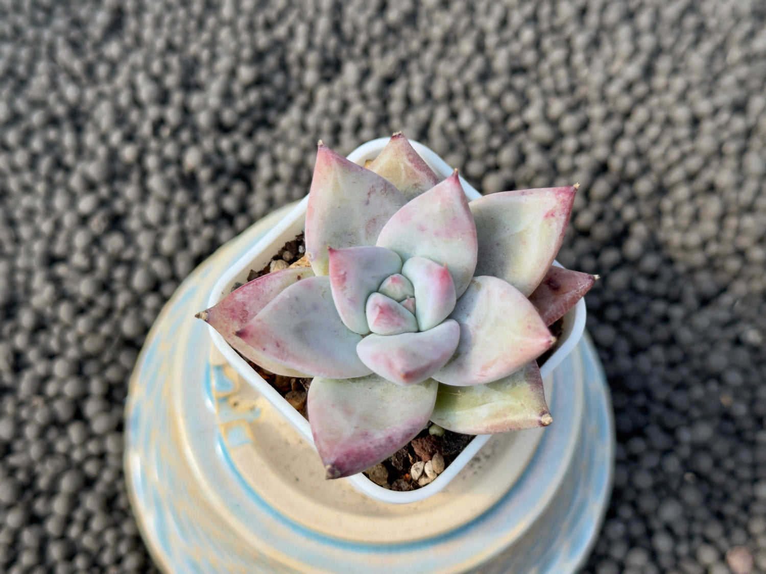Echeveria Ice Muscle Korean Succulent Plant