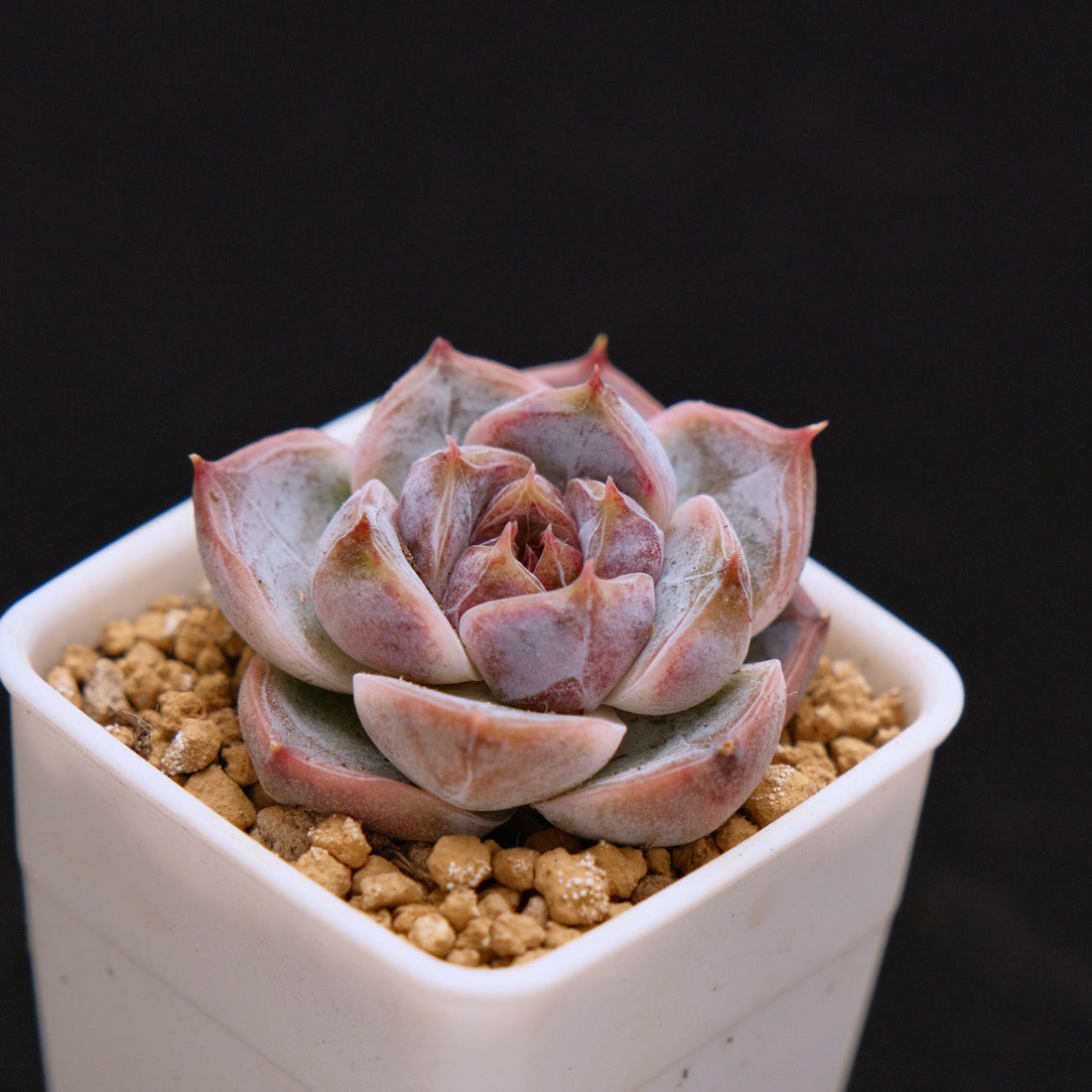 Echeveria Angels Kiss baby Korean Succulent Plant