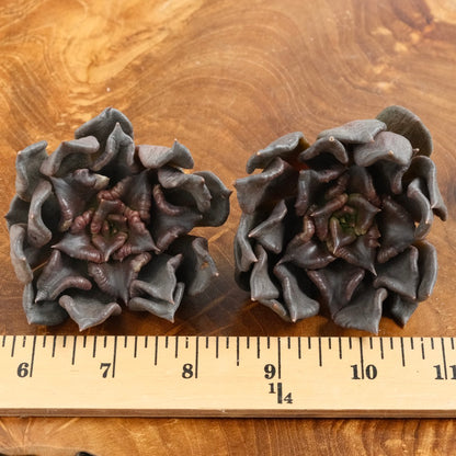 Echeveria Superbowl Korean Succulent Plant