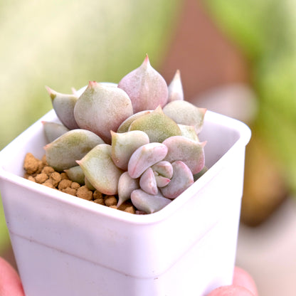 Echeveria Pastel Leon Korean Succulent Plant