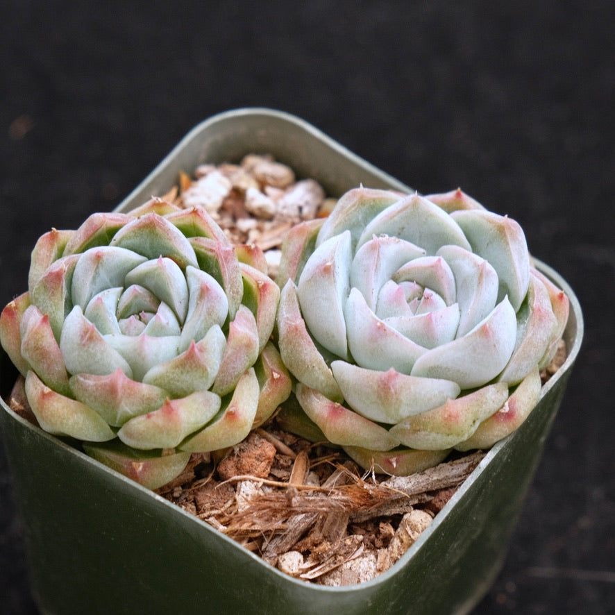 Echeveria Crystal Cream Korean Succulent Plant