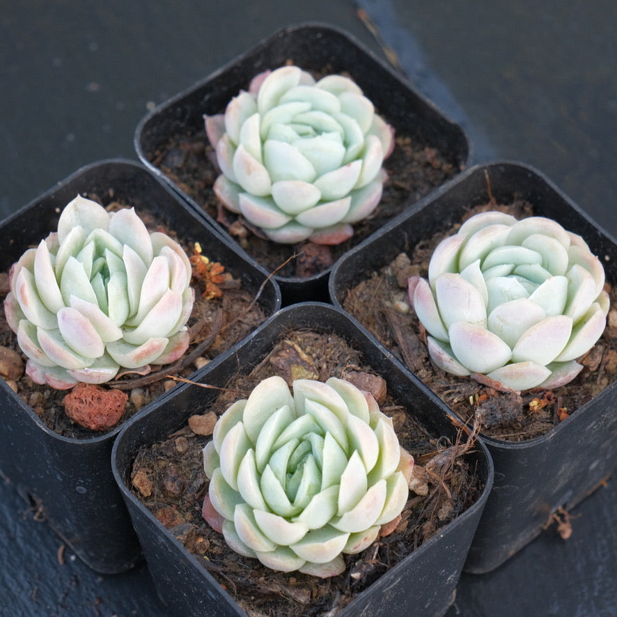 Echeveria elegans Mexican Snow Ball Succulent Plant  Succielife