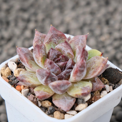 Echeveria Zaragoza Jelly Korean Succulent Plant