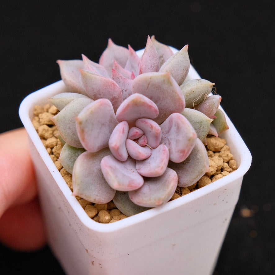 Echeveria Pastel Leon Korean Succulent Plant