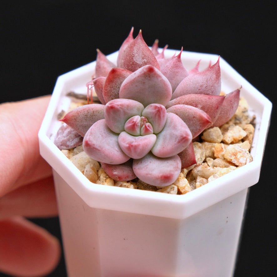 Echeveria Pena baby Korean Succulent Plant