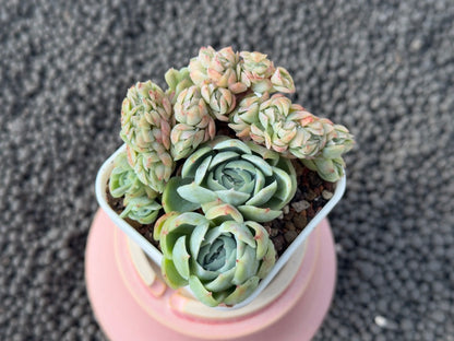 Crested Echeveria Twin Berry Imported Succulent Plant