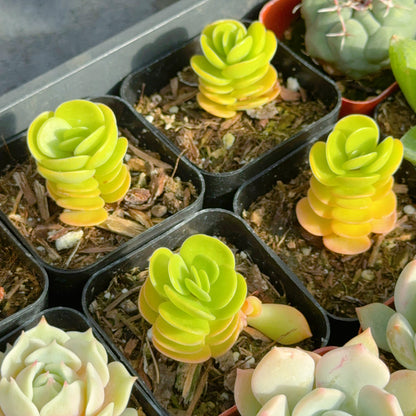 Portulaca molokiniensis Succulent Plant