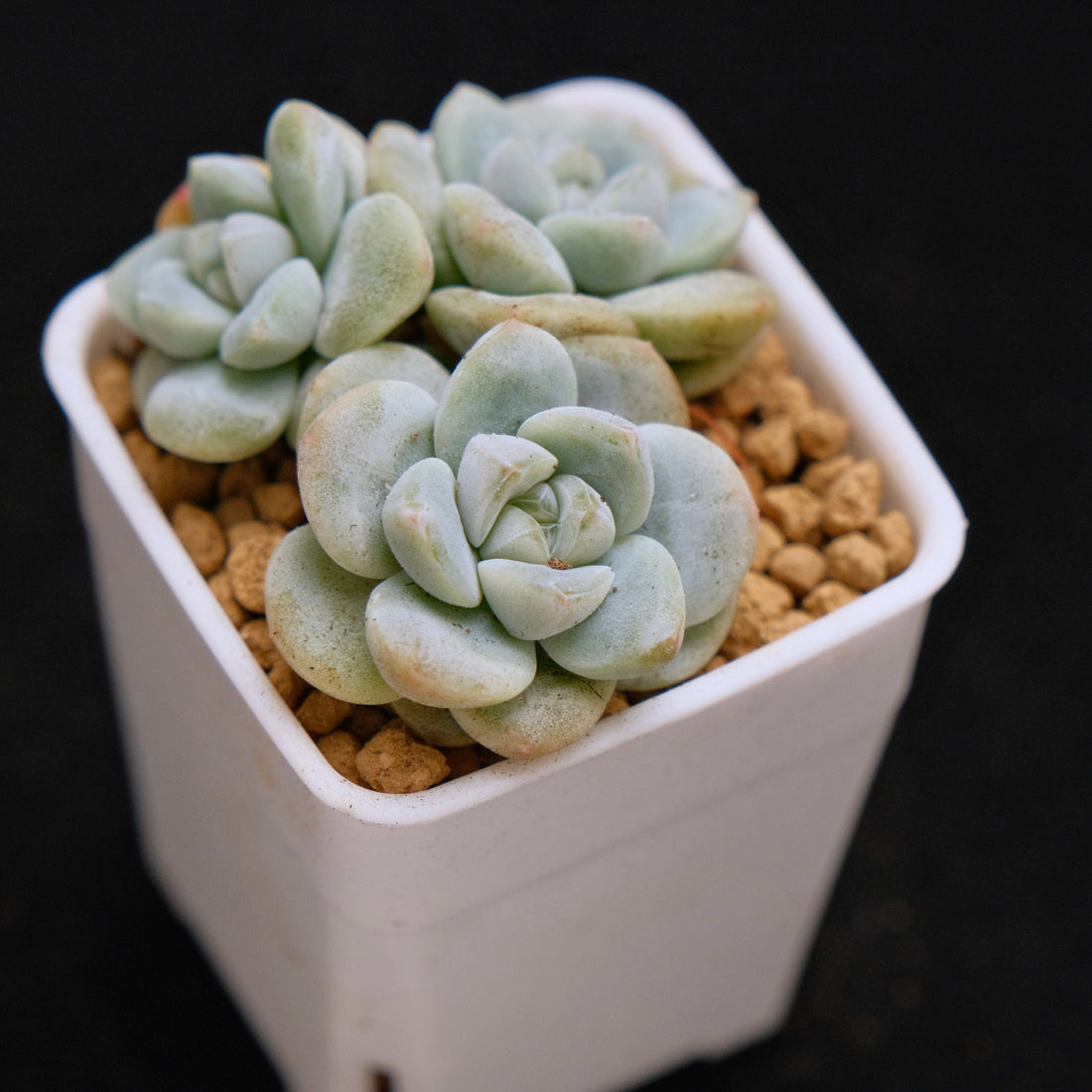 Echeveria Ice Green baby cluster Korean Succulent Plant