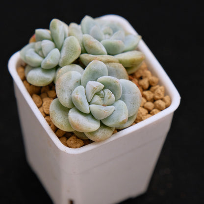 Echeveria Ice Green baby cluster Korean Succulent Plant