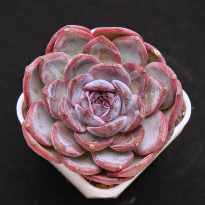 Echeveria Cherry Frappe Korean Succulent Plant