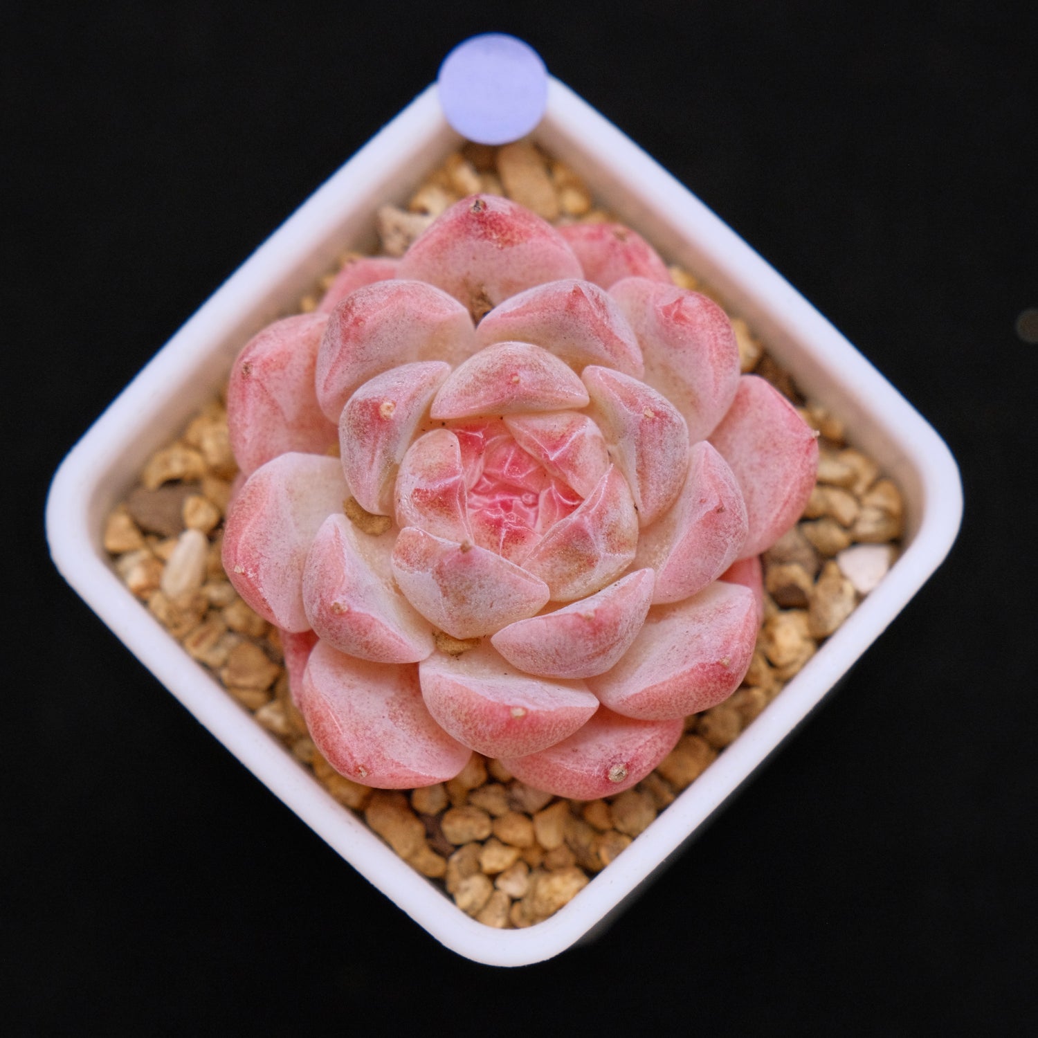 Echeveria Hyalina hybrid Imported Succulent Plant