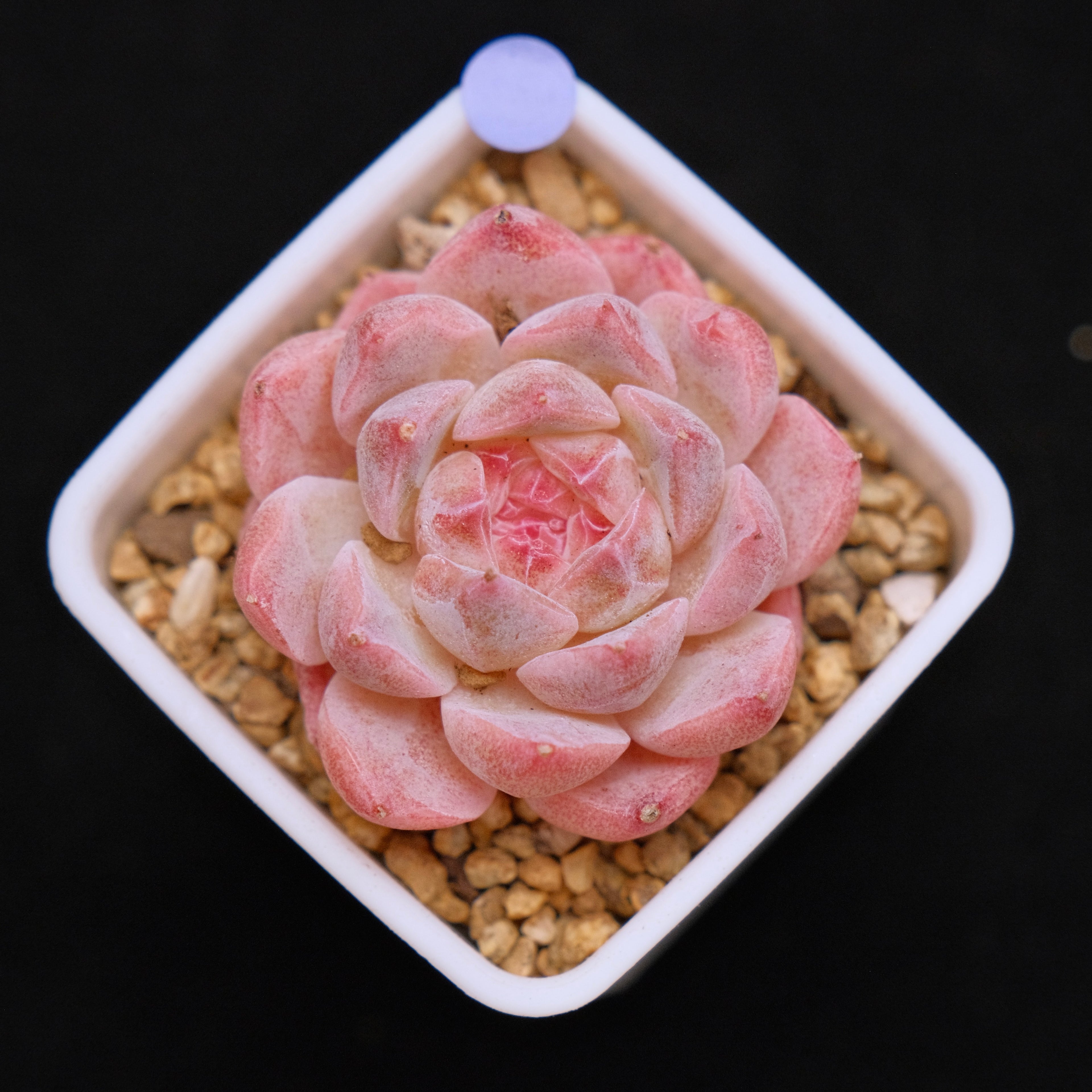 Echeveria Hyalina hybrid Imported Succulent Plant
