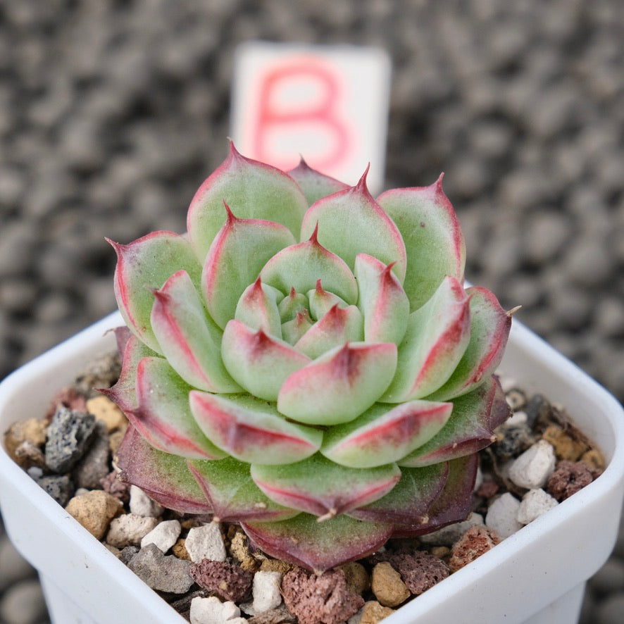 Echeveria Devil Jelly Imported Succulent Plant