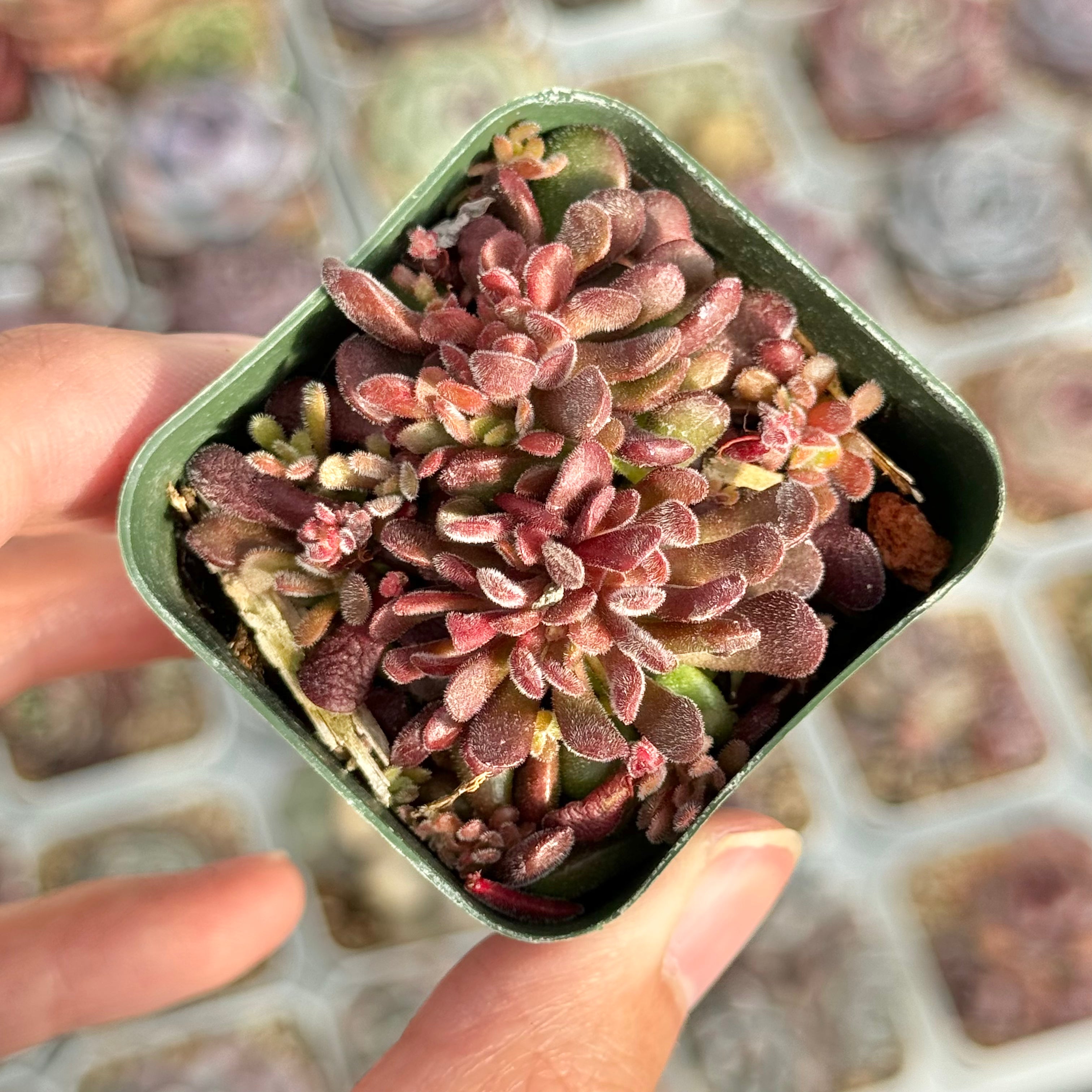 Crassula pubescens Succulent Plant