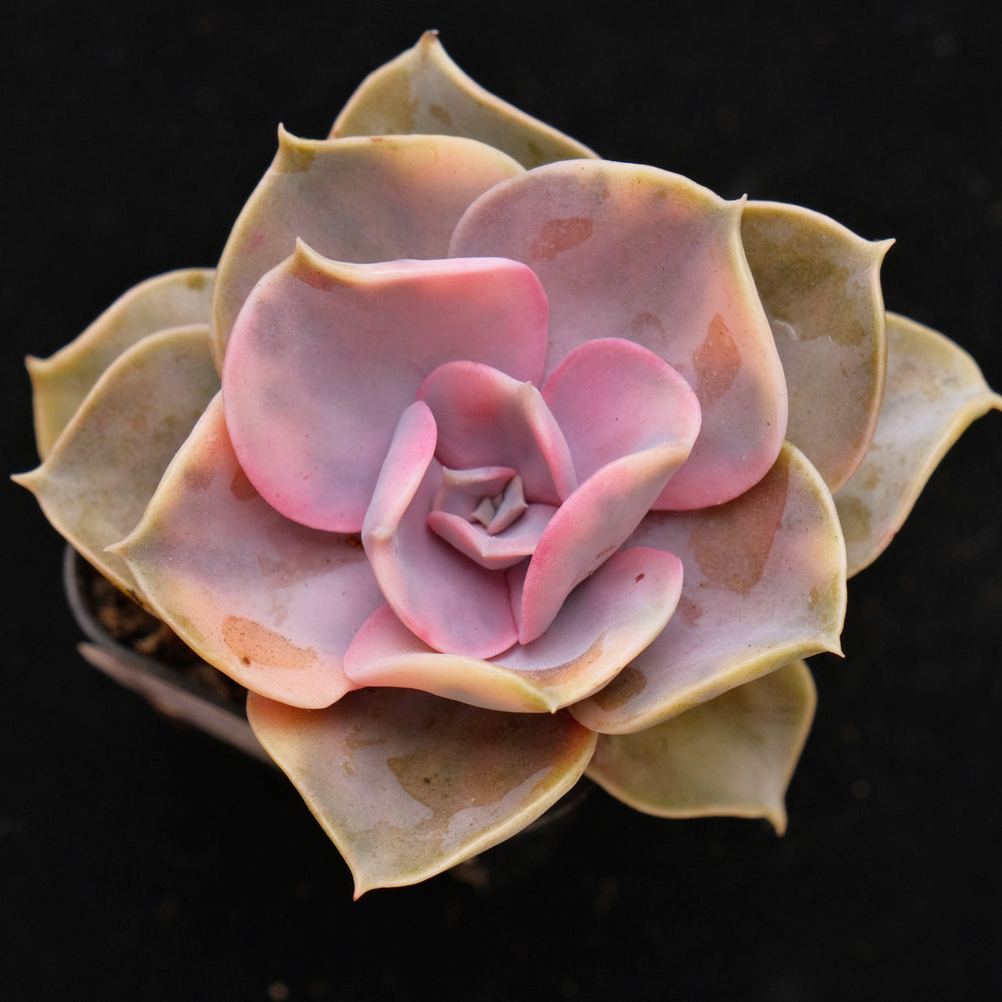 Variegated Echeveria Rainbow Korean Succulent Plant