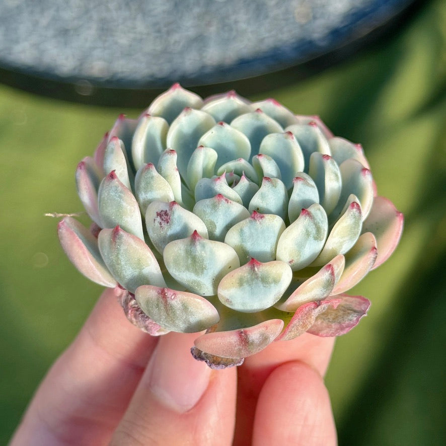 Variegated Echeveria Minima Succulent Plant C