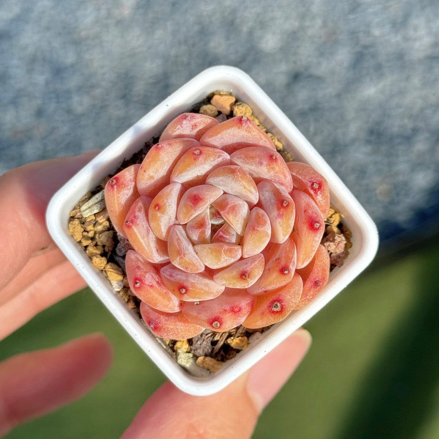 Echeveria Hyalina hybrid Succulent Plant
